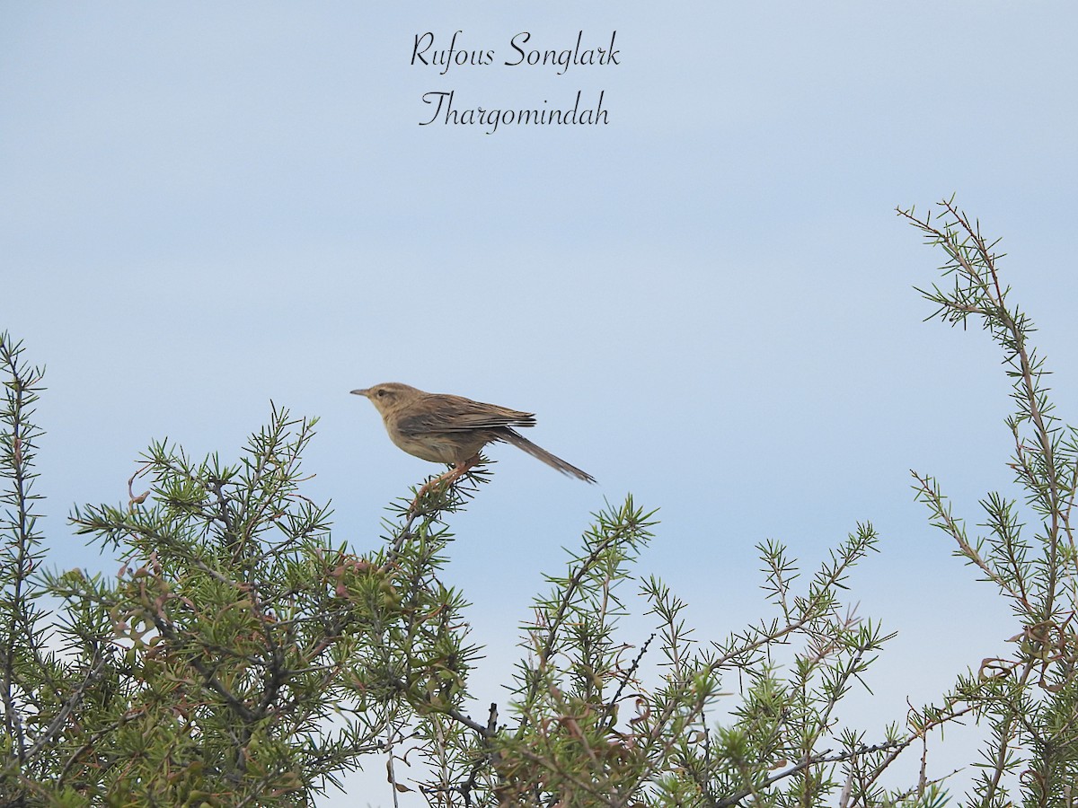 Rufous Songlark - ML641596856