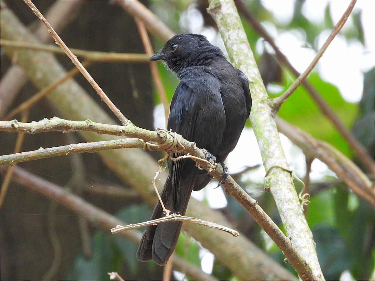Northern Black-Flycatcher - ML641596857