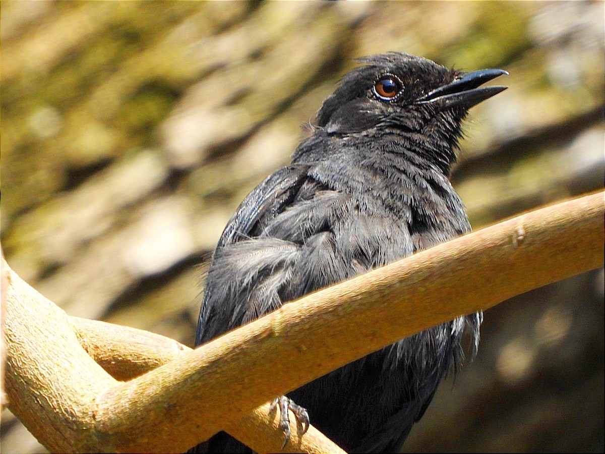 Northern Black-Flycatcher - ML641596858