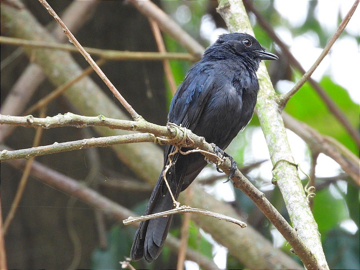 Northern Black-Flycatcher - ML641596859