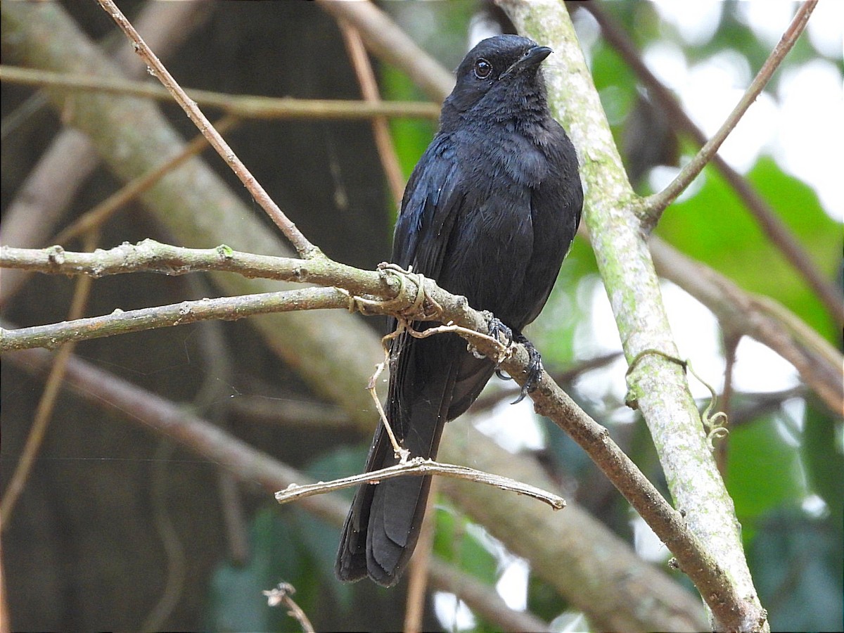 Northern Black-Flycatcher - ML641596860