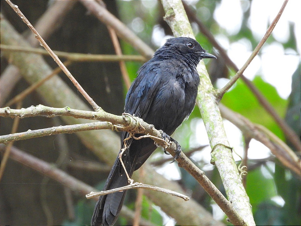 Northern Black-Flycatcher - ML641596861