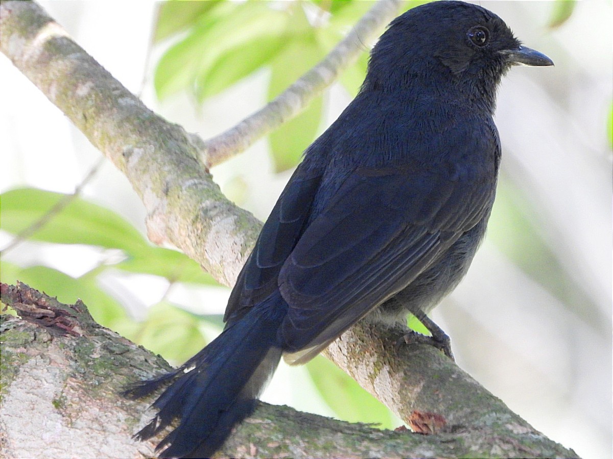 Northern Black-Flycatcher - ML641596862