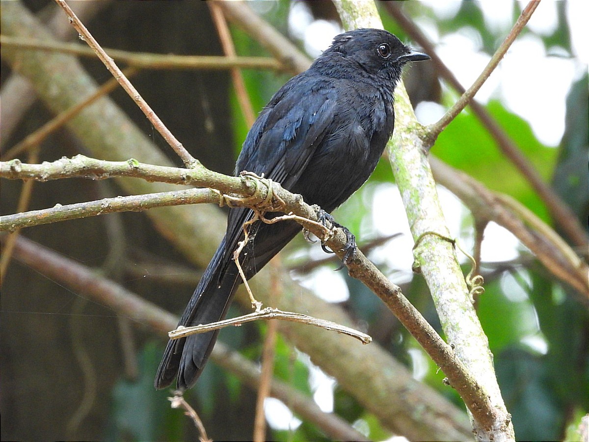Northern Black-Flycatcher - ML641596863