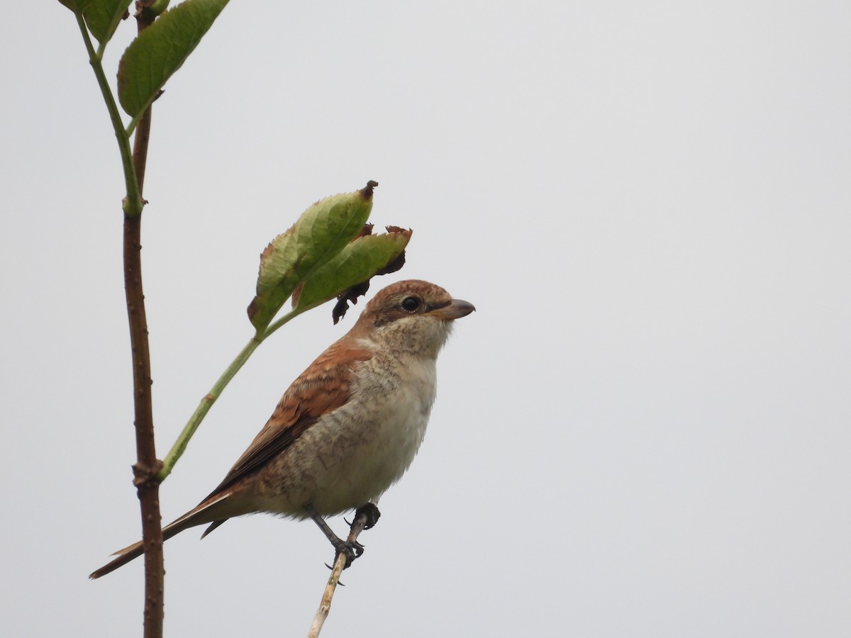 Red-backed Shrike - ML641596871