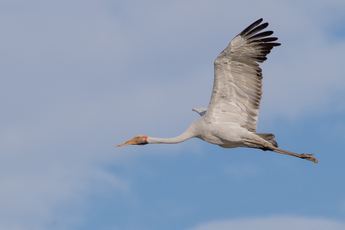 Brolga - ML641596897
