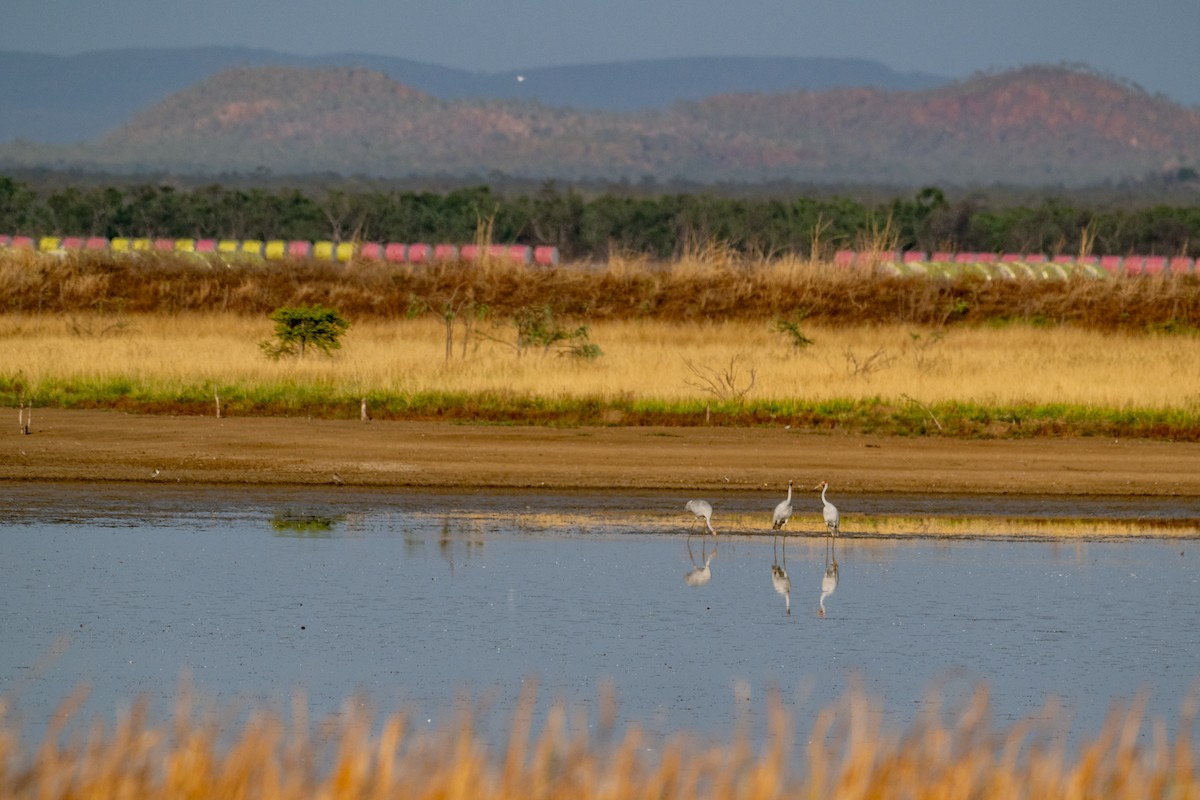 Brolga - ML641596900