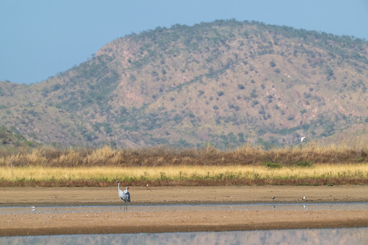 Brolga - ML641596903
