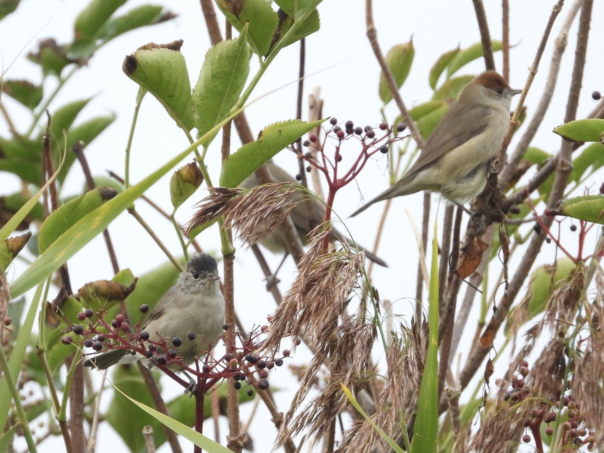 Eurasian Blackcap - ML641596922
