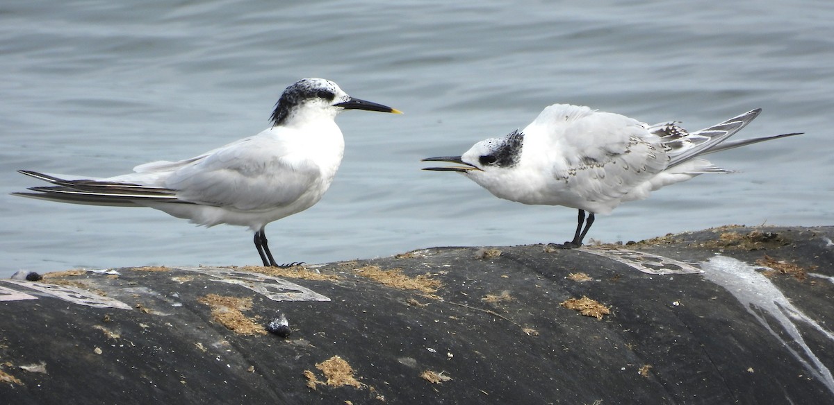 Sandwich Tern - ML641596924