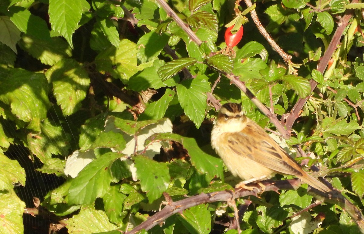 Sedge Warbler - ML641596967