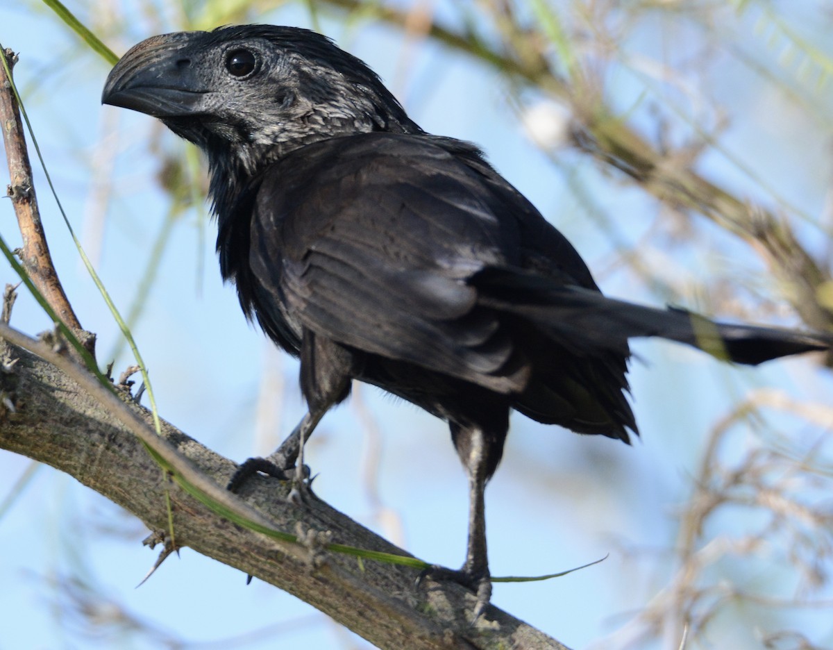 Groove-billed Ani - ML64159701