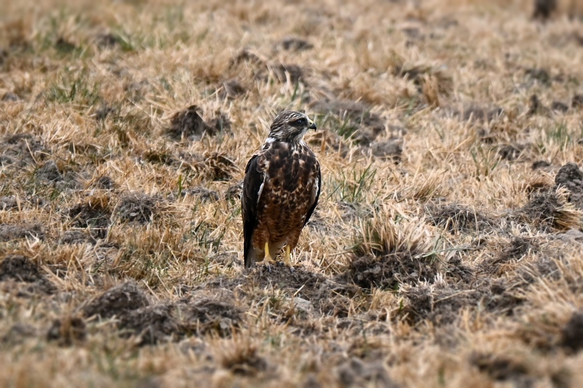 Swainson's Hawk - ML641597017