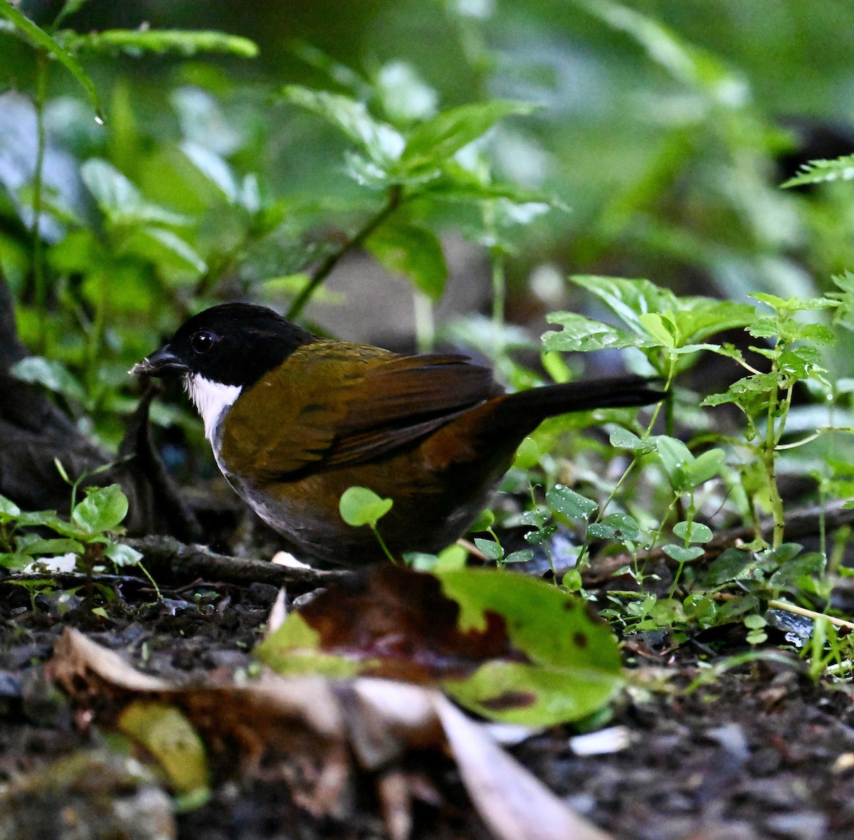 Black-headed Brushfinch - ML641597061