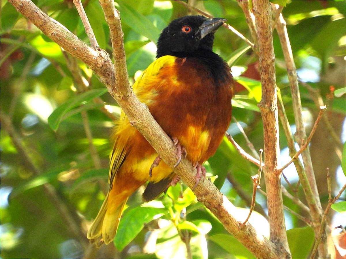 Golden-backed Weaver - ML641597136