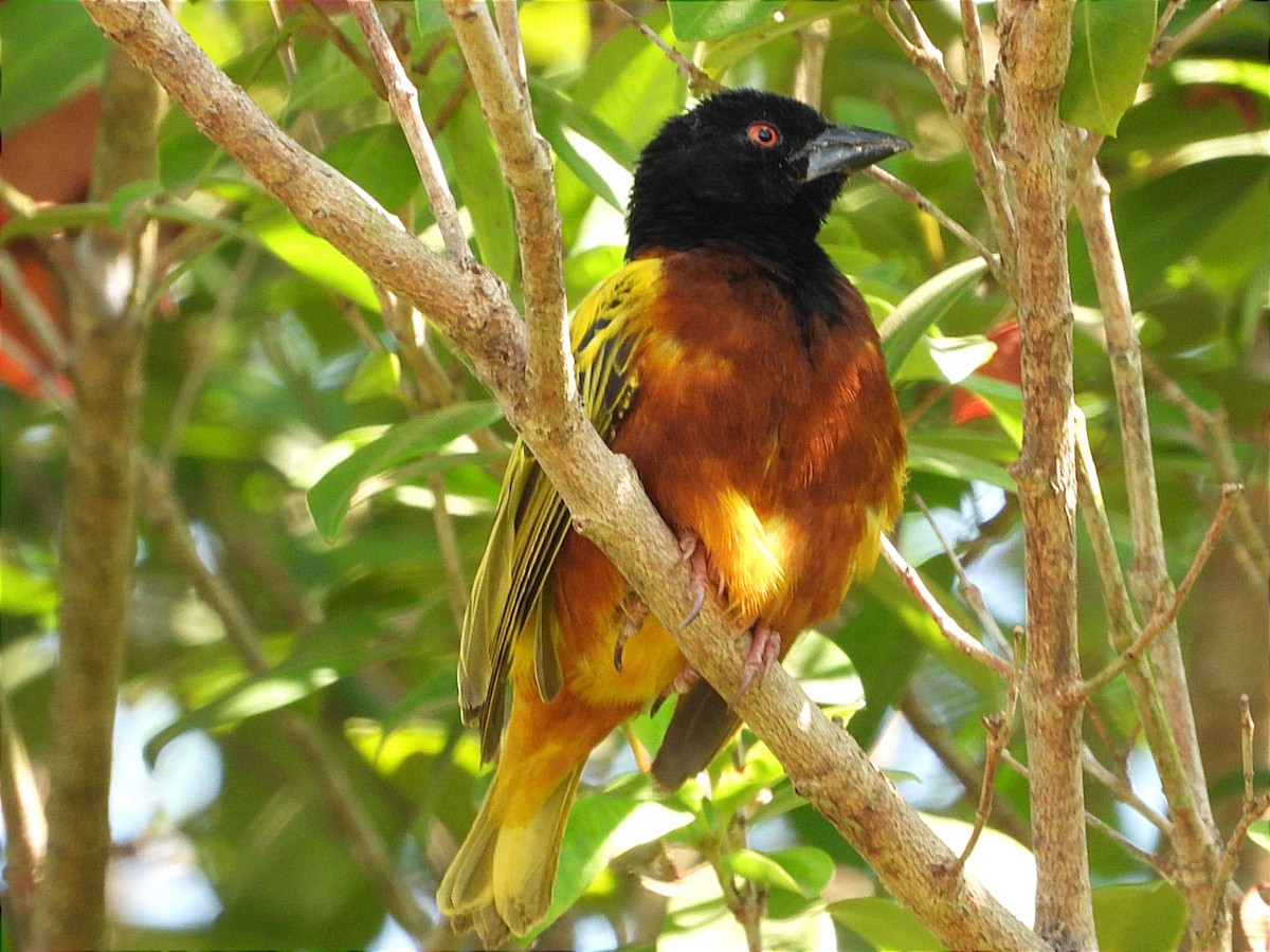 Golden-backed Weaver - ML641597137