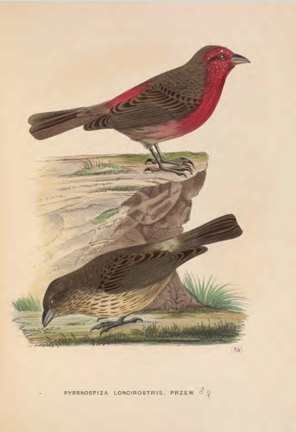 Red-fronted Rosefinch - ML641597181