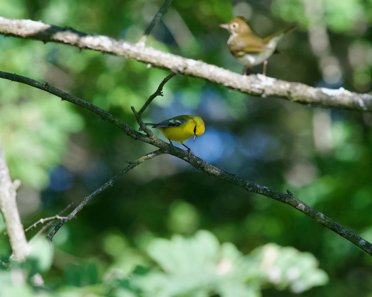Blauflügel-Waldsänger - ML641597199