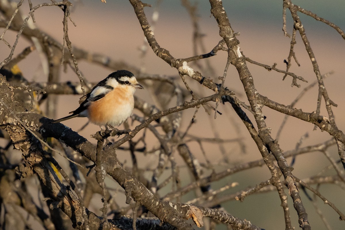Masked Shrike - ML641597241