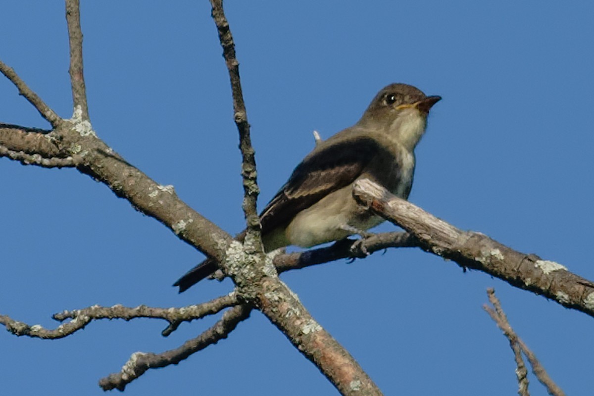 Olive-sided Flycatcher - ML641597244