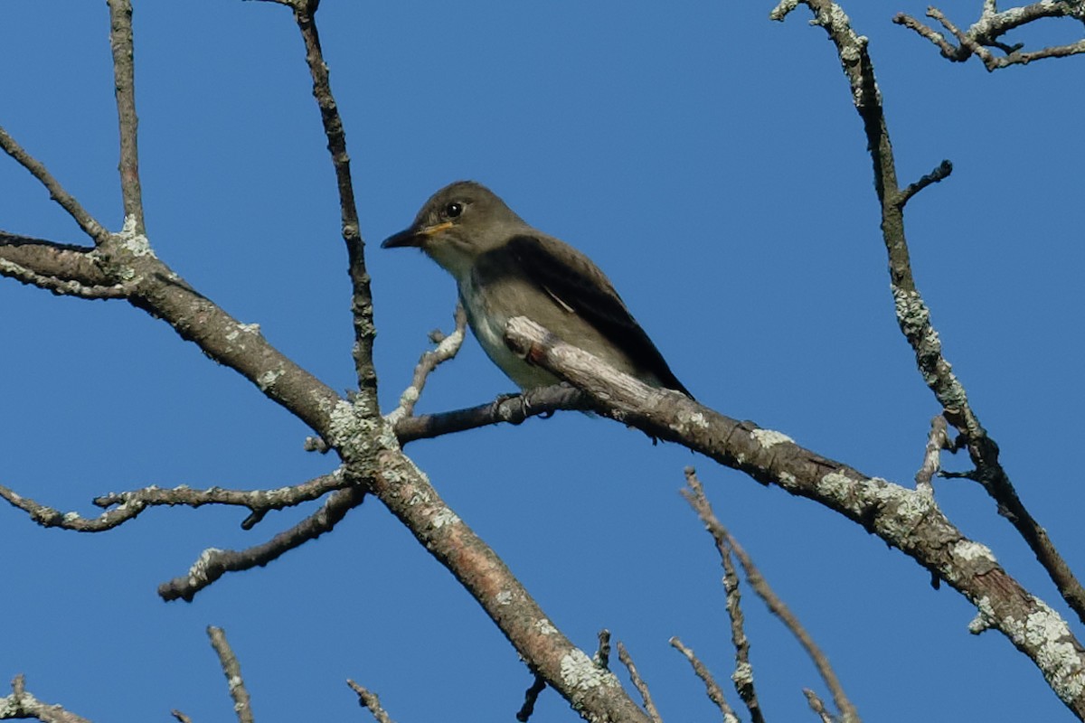Olive-sided Flycatcher - ML641597248
