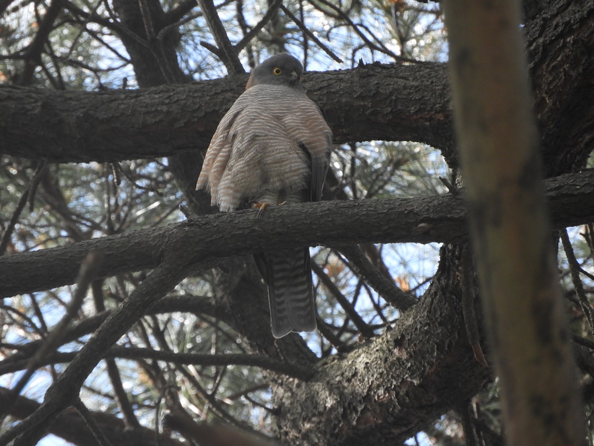 Collared Sparrowhawk - ML641597274