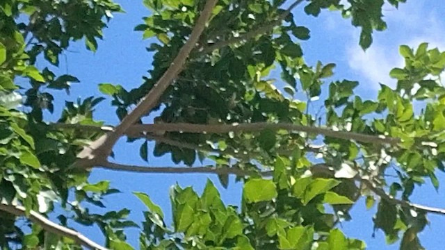 Indian White-eye - ML641597281