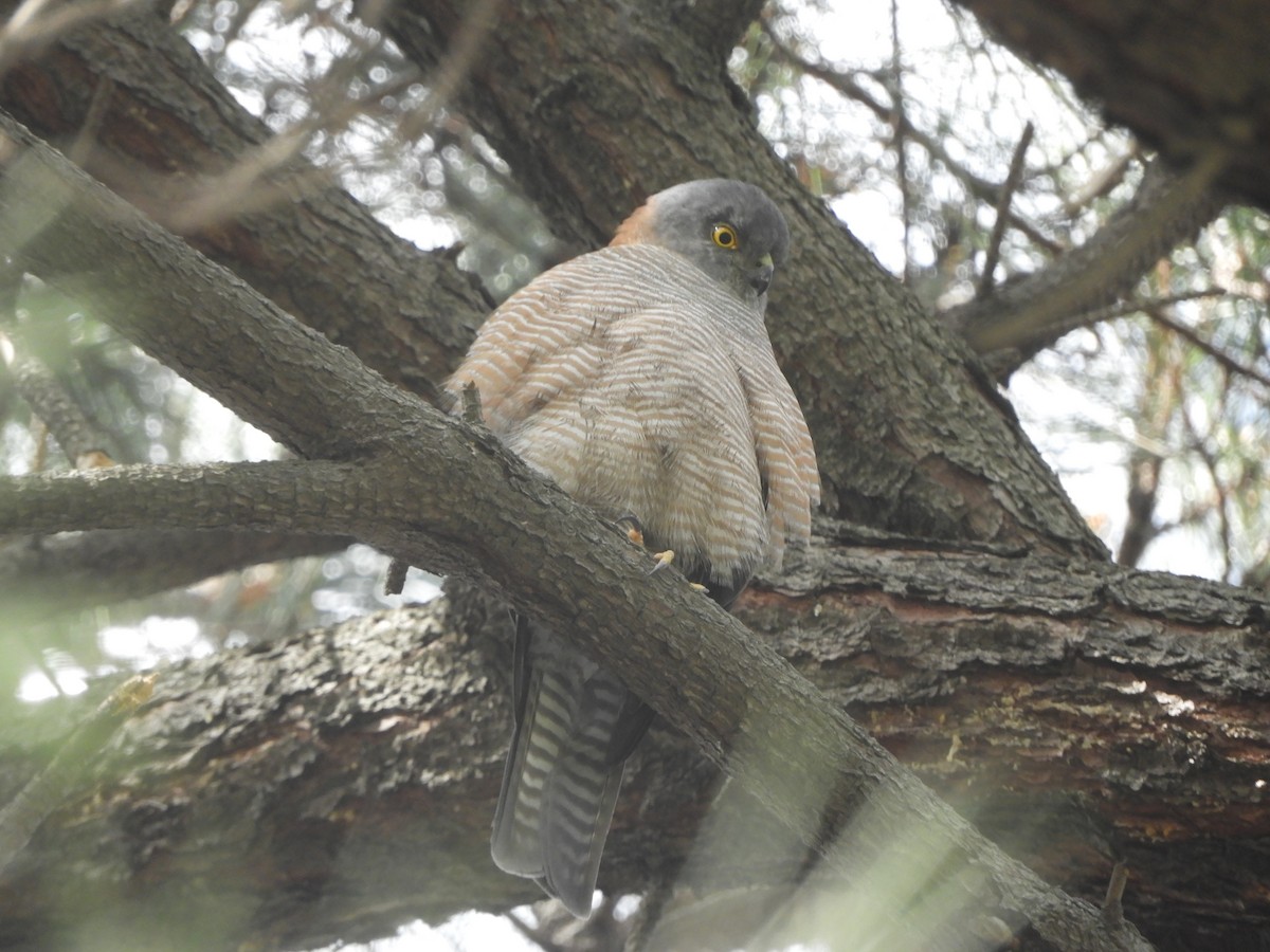 Collared Sparrowhawk - ML641597293