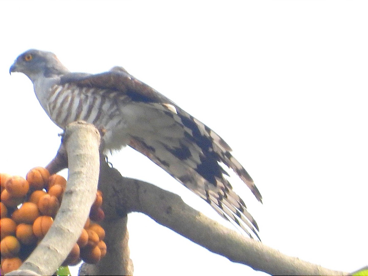 African Cuckoo-Hawk - ML641597321
