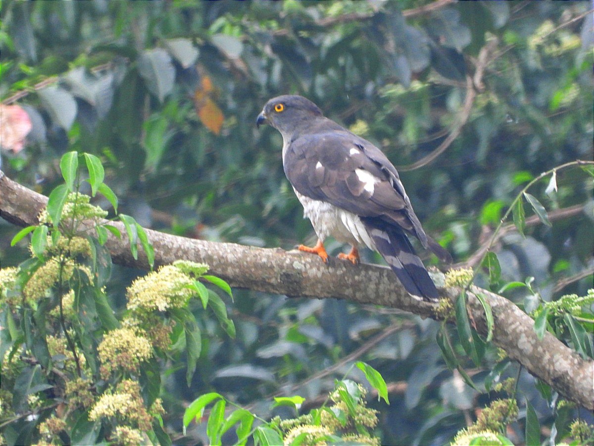African Cuckoo-Hawk - ML641597323