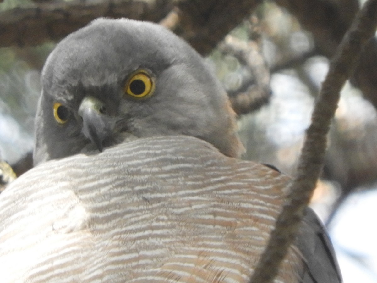 Collared Sparrowhawk - ML641597339