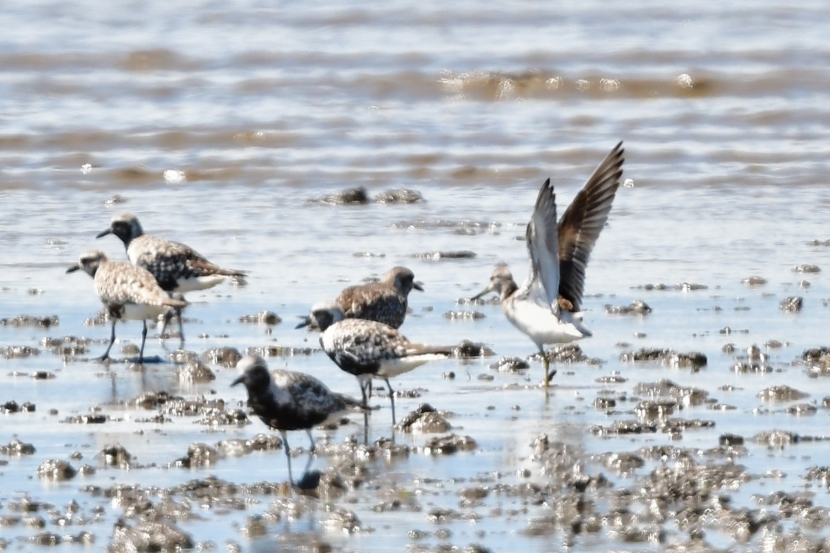sakhalinsnipe - ML641597342