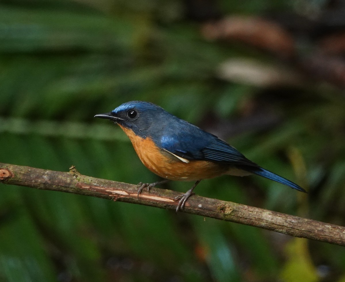 Hill Blue Flycatcher - ML641597369