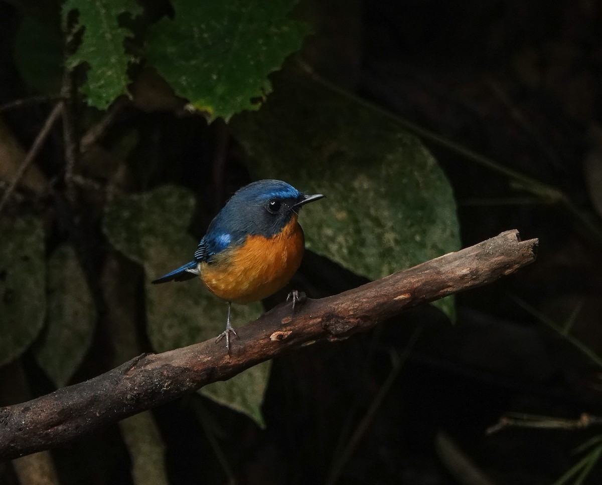 Hill Blue Flycatcher - ML641597370