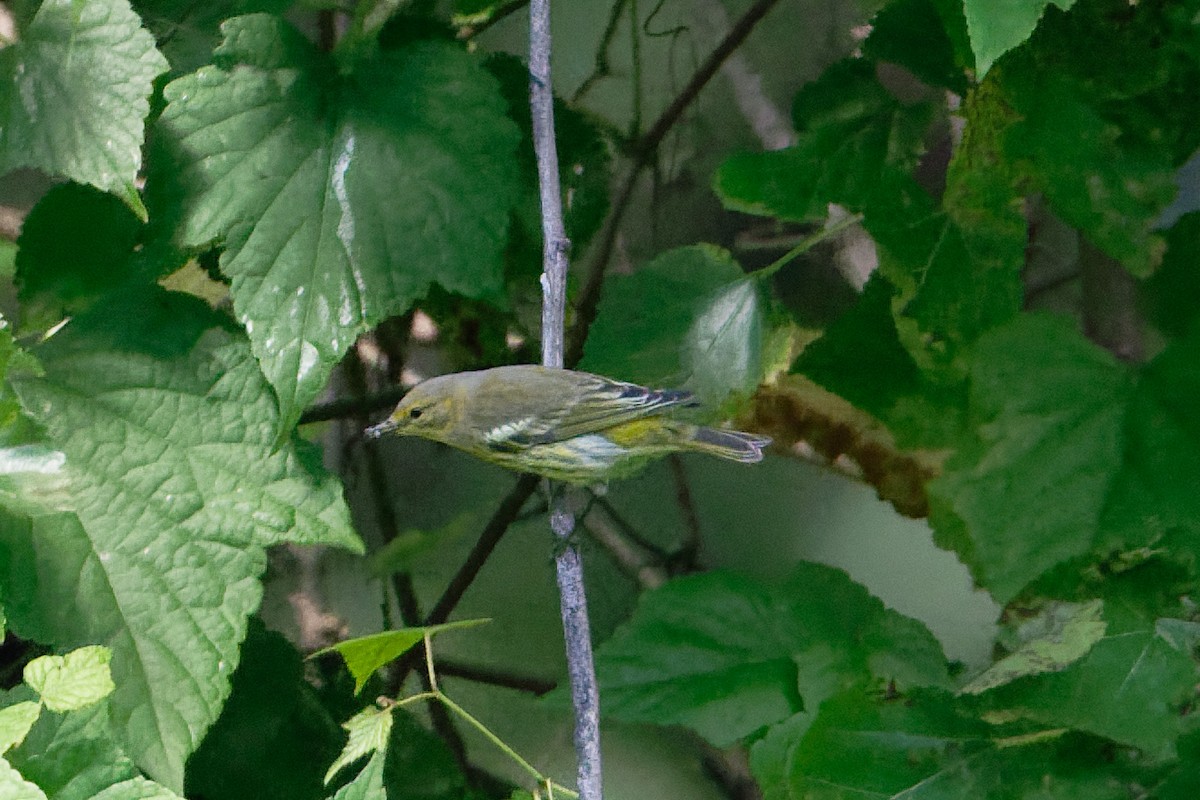 Cape May Warbler - ML641597374