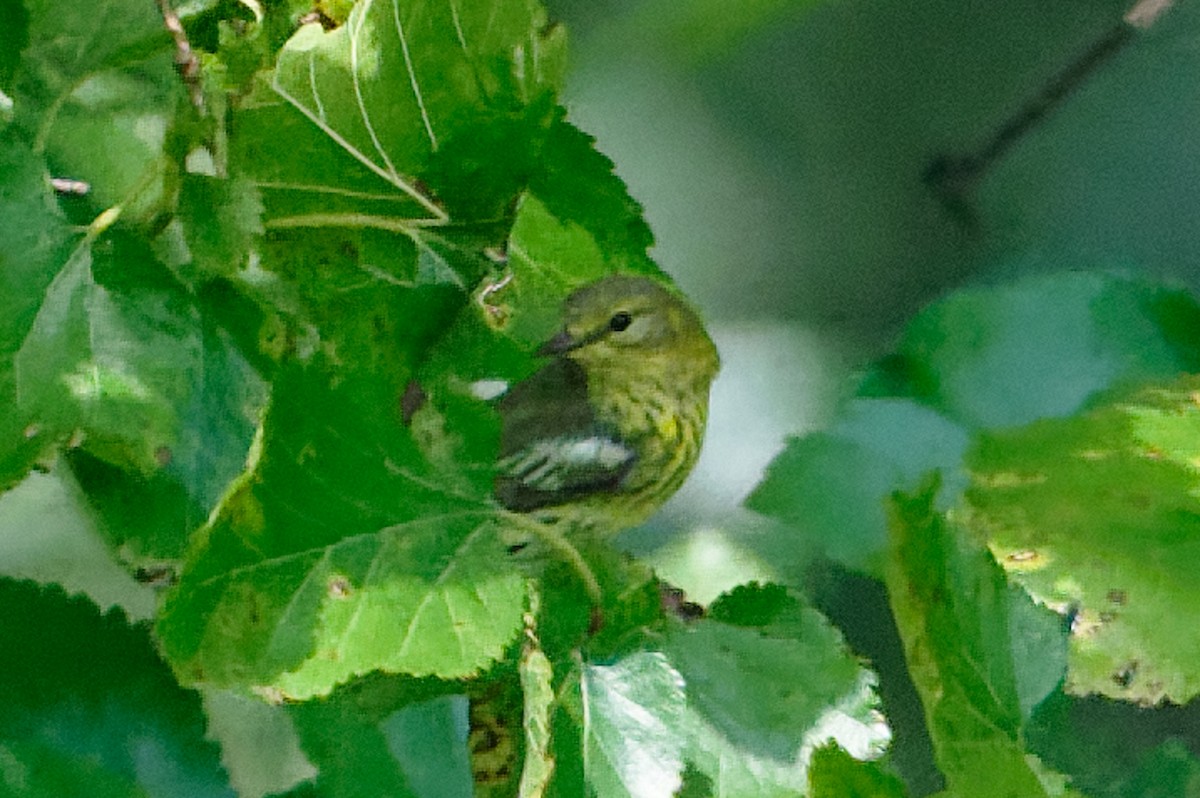 Cape May Warbler - ML641597376