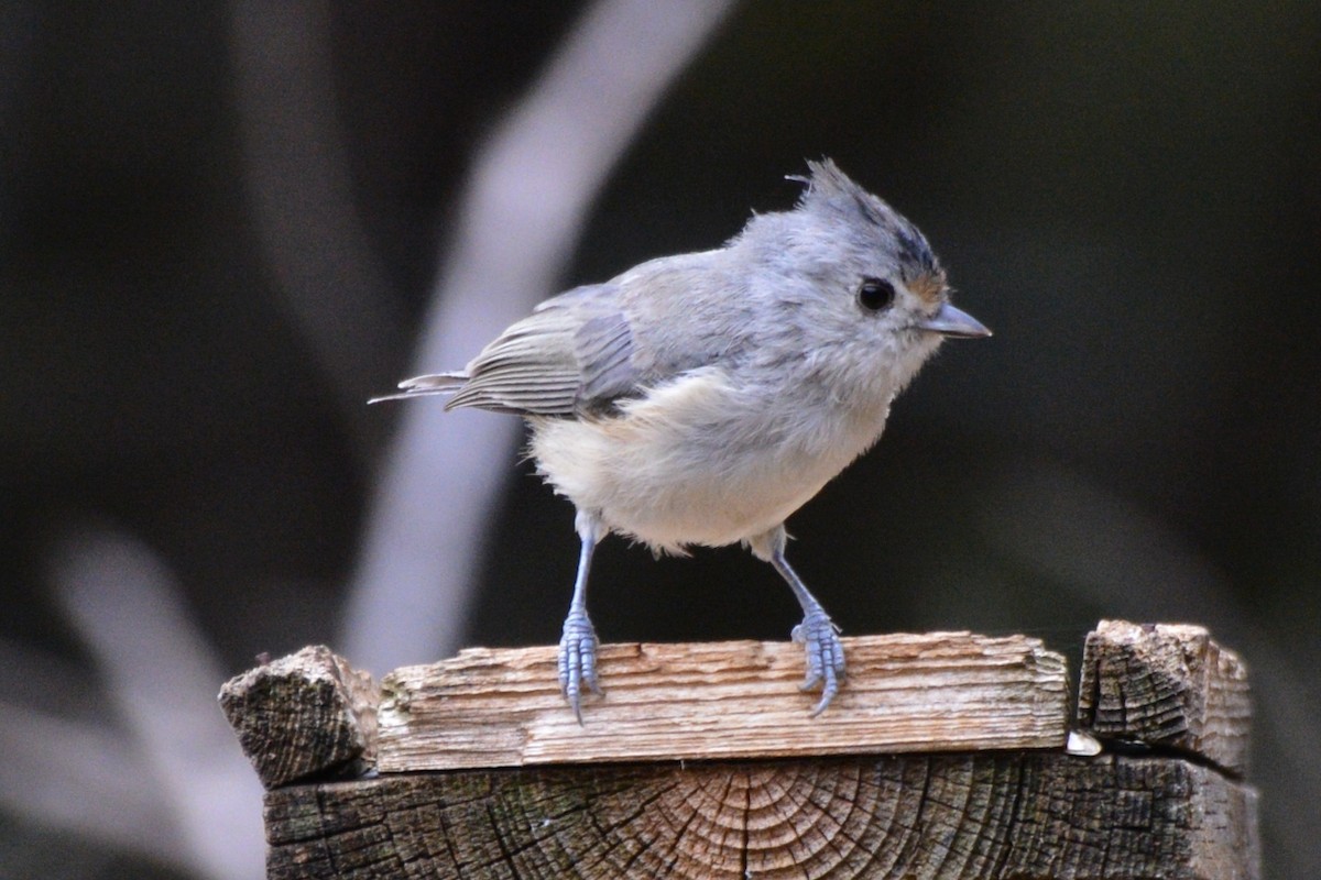 Tufted x Black-crested Titmouse (hybrid) - ML641597381