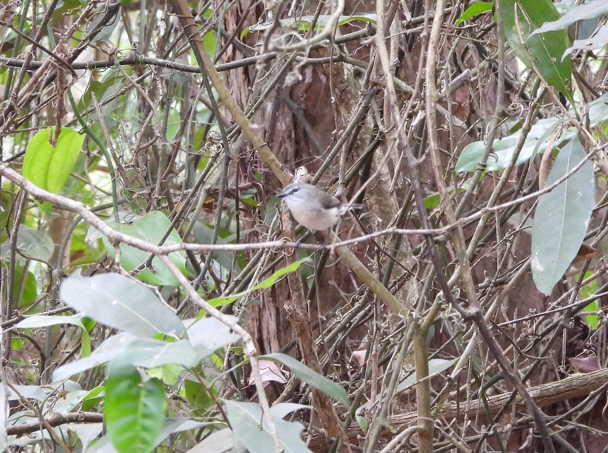 Brown Gerygone - ML641597395