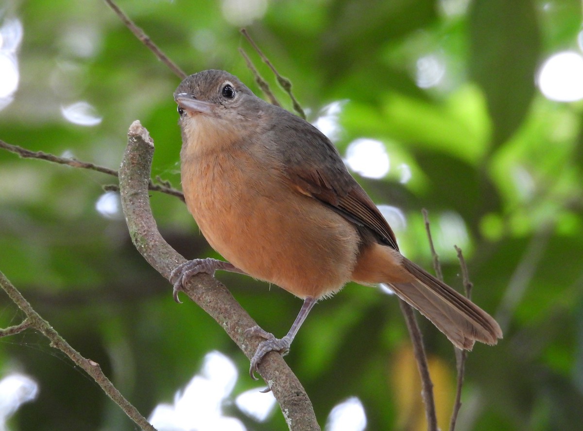 Rufous Shrikethrush - ML641597400