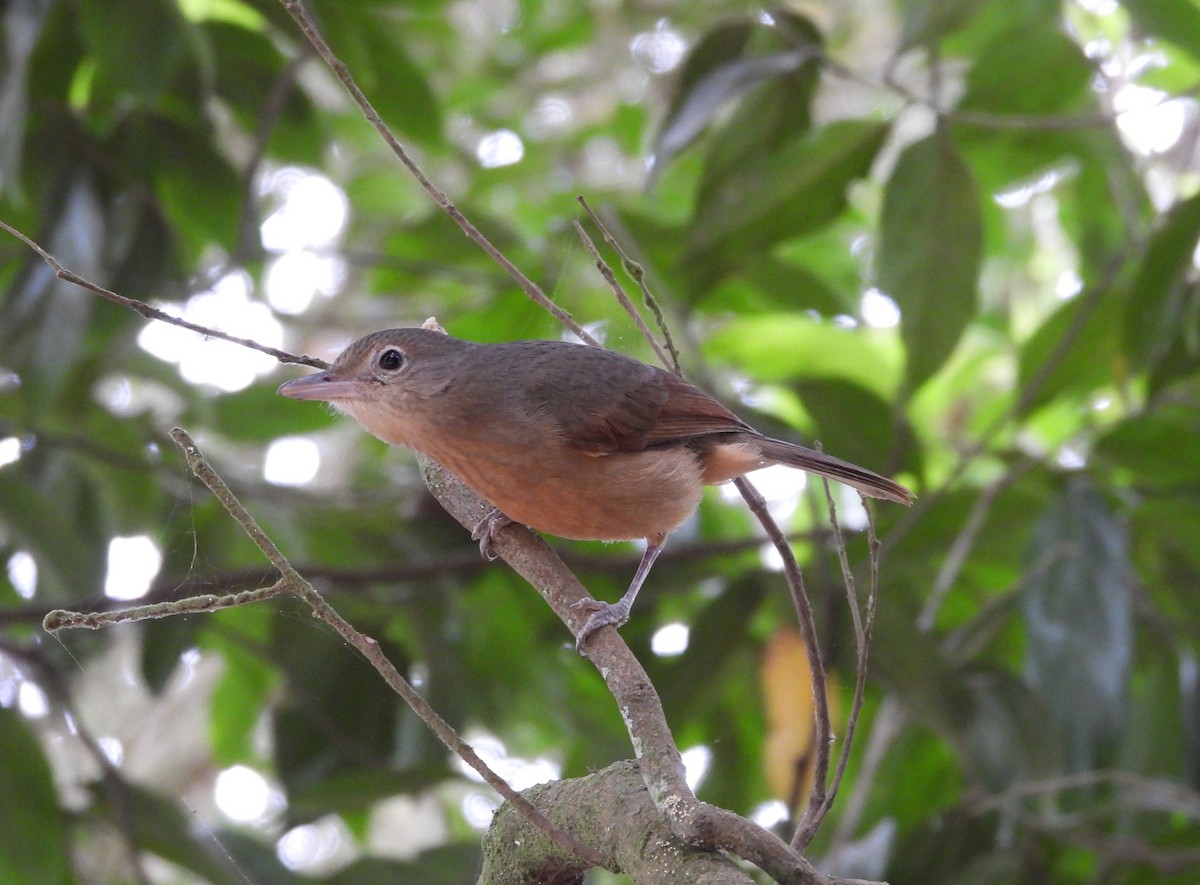 Rufous Shrikethrush - ML641597401