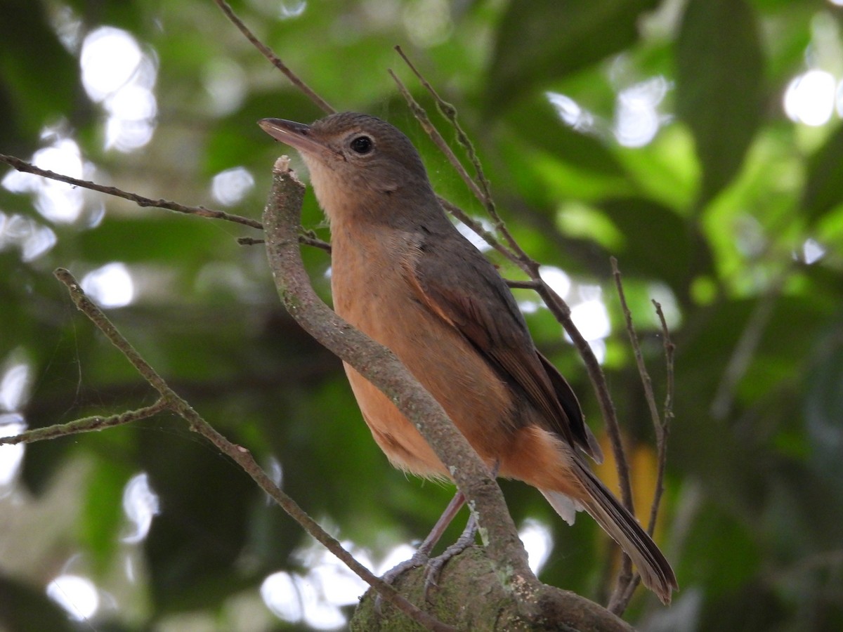 Rufous Shrikethrush - ML641597402