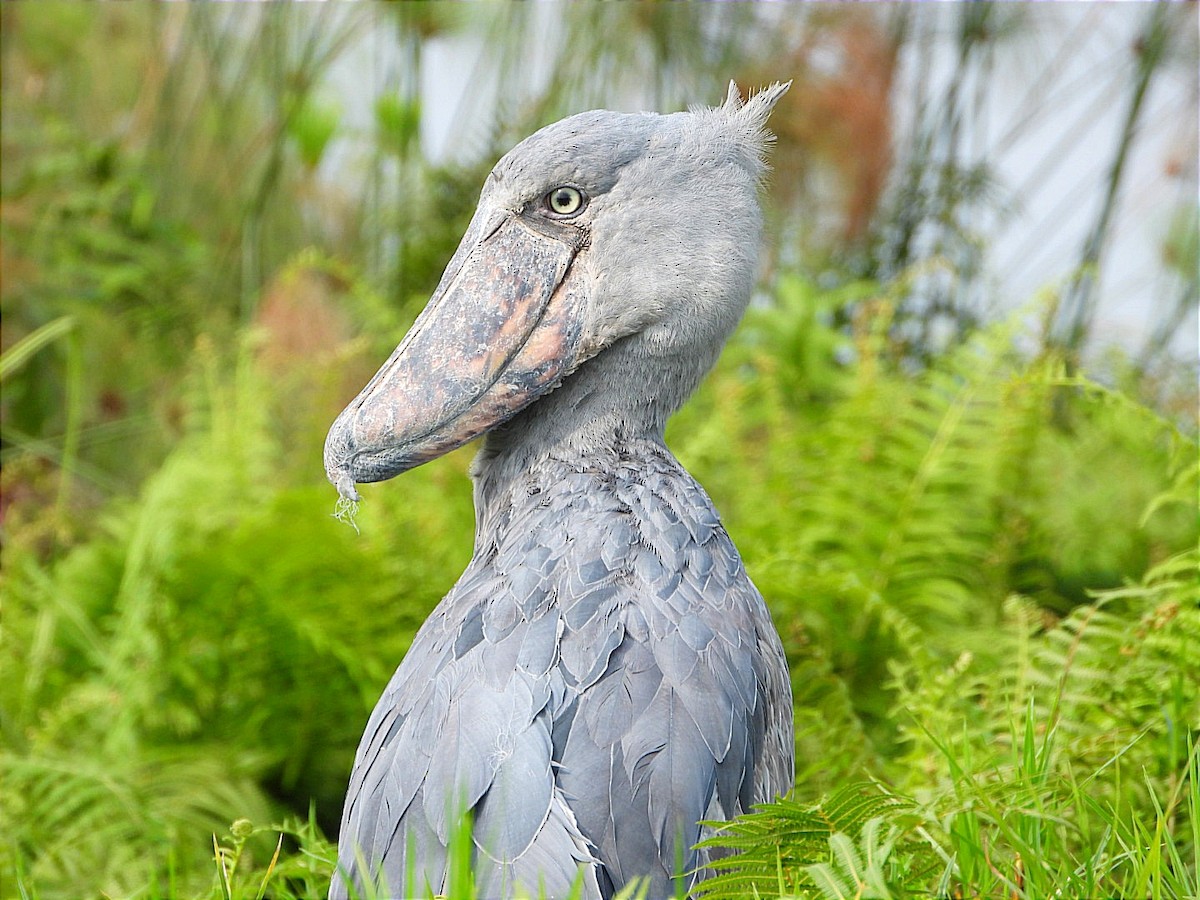 Shoebill - ML641597410