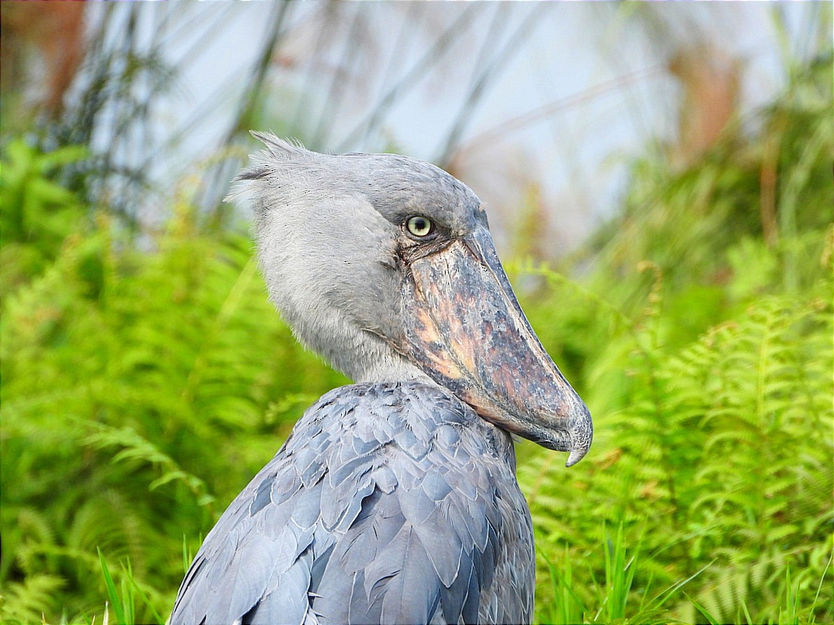 Shoebill - ML641597411