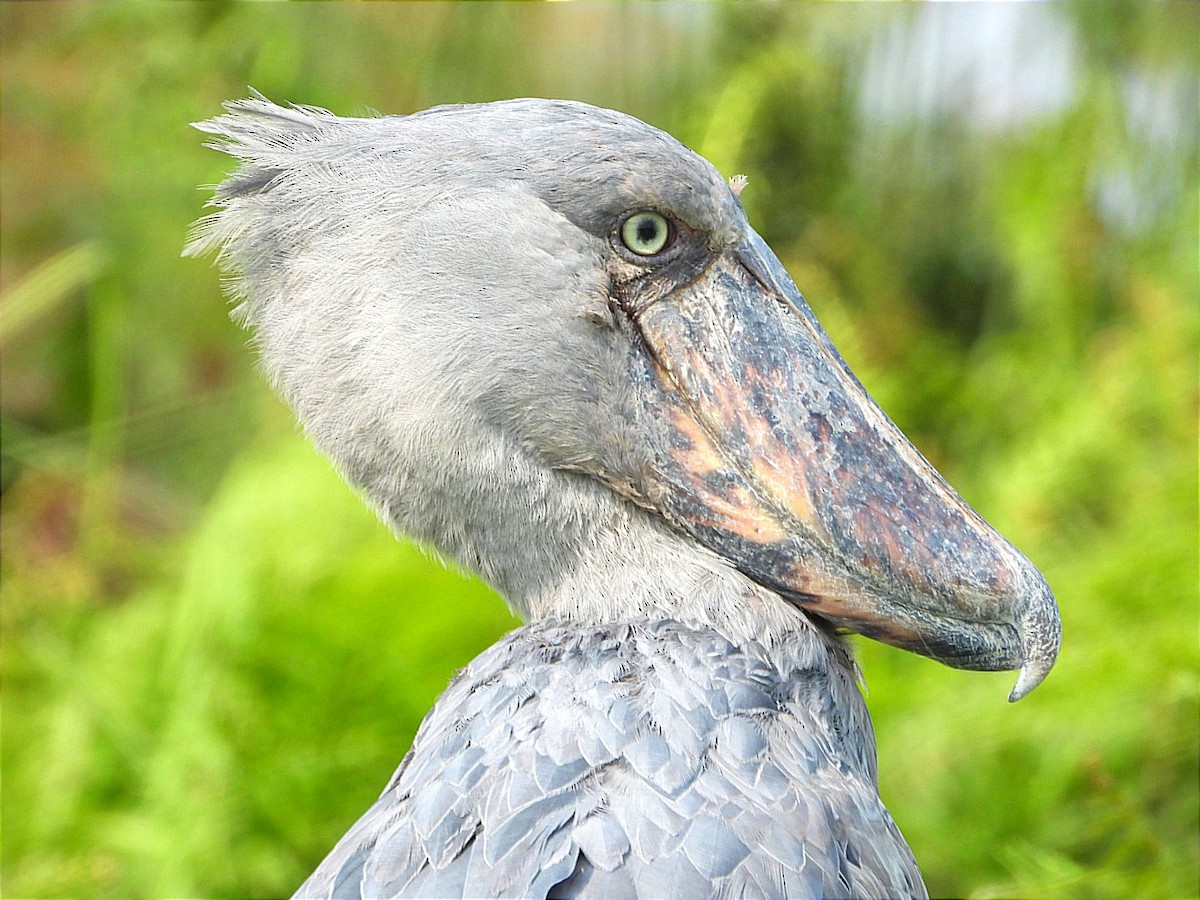 Shoebill - ML641597412