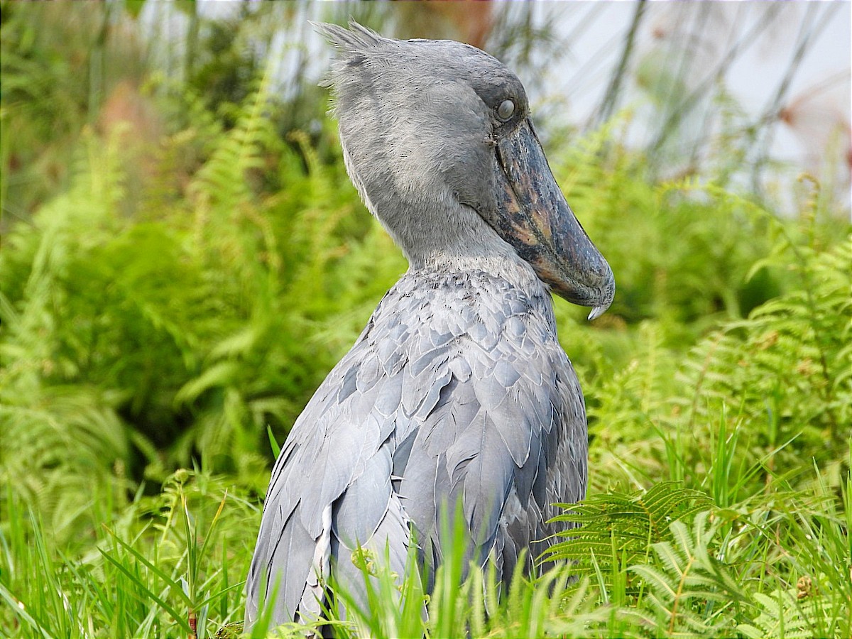 Shoebill - ML641597413