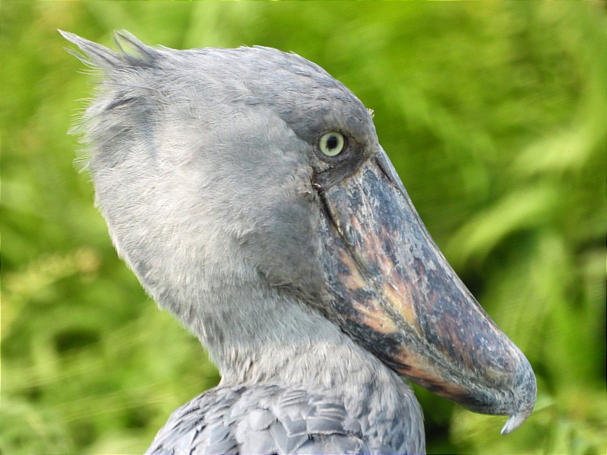 Shoebill - ML641597414