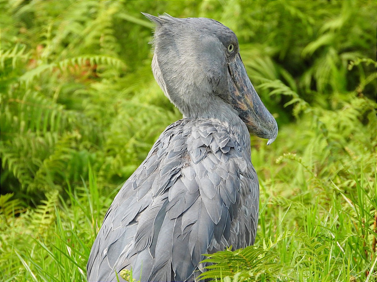 Shoebill - ML641597415