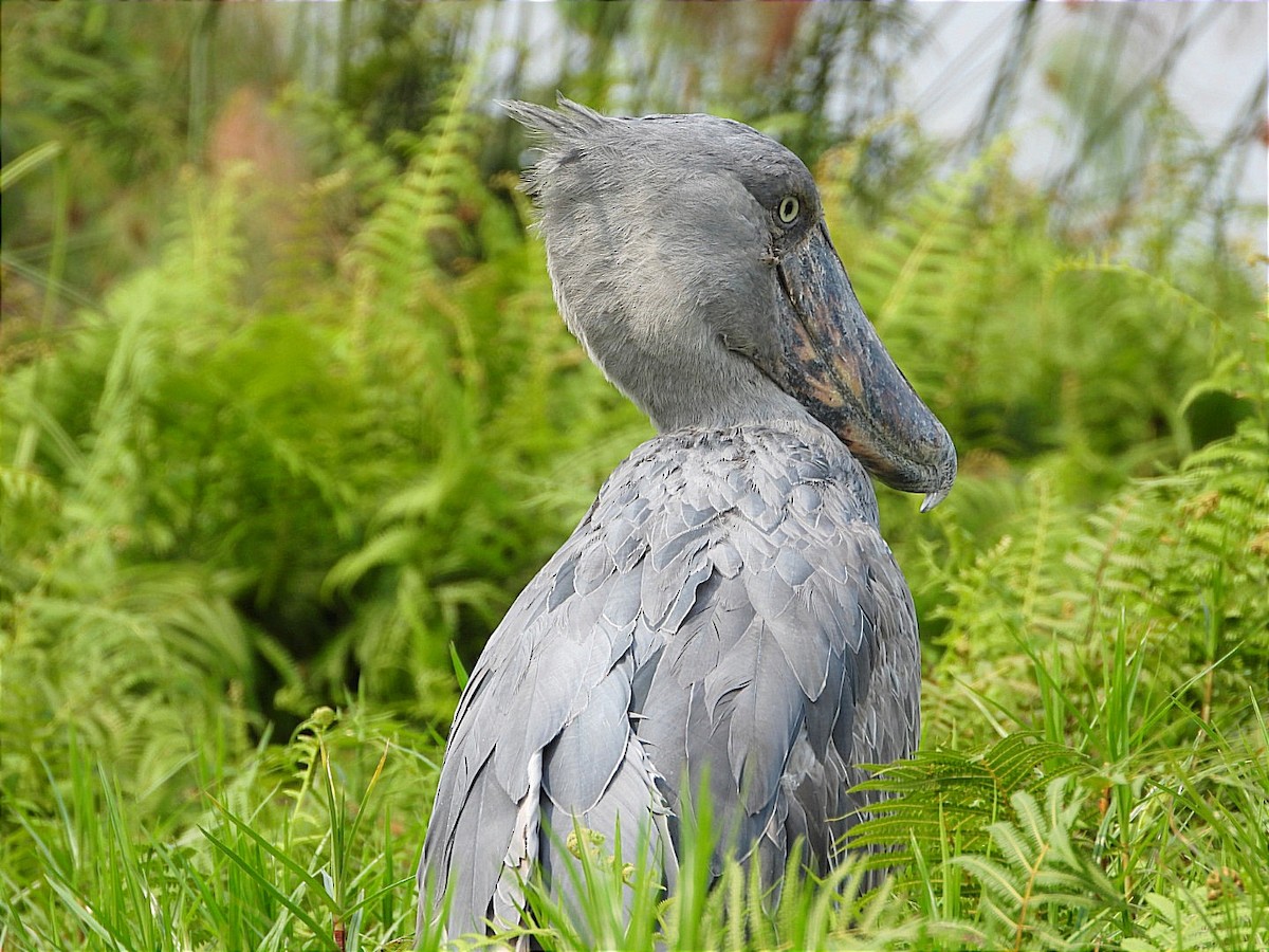 Shoebill - ML641597416