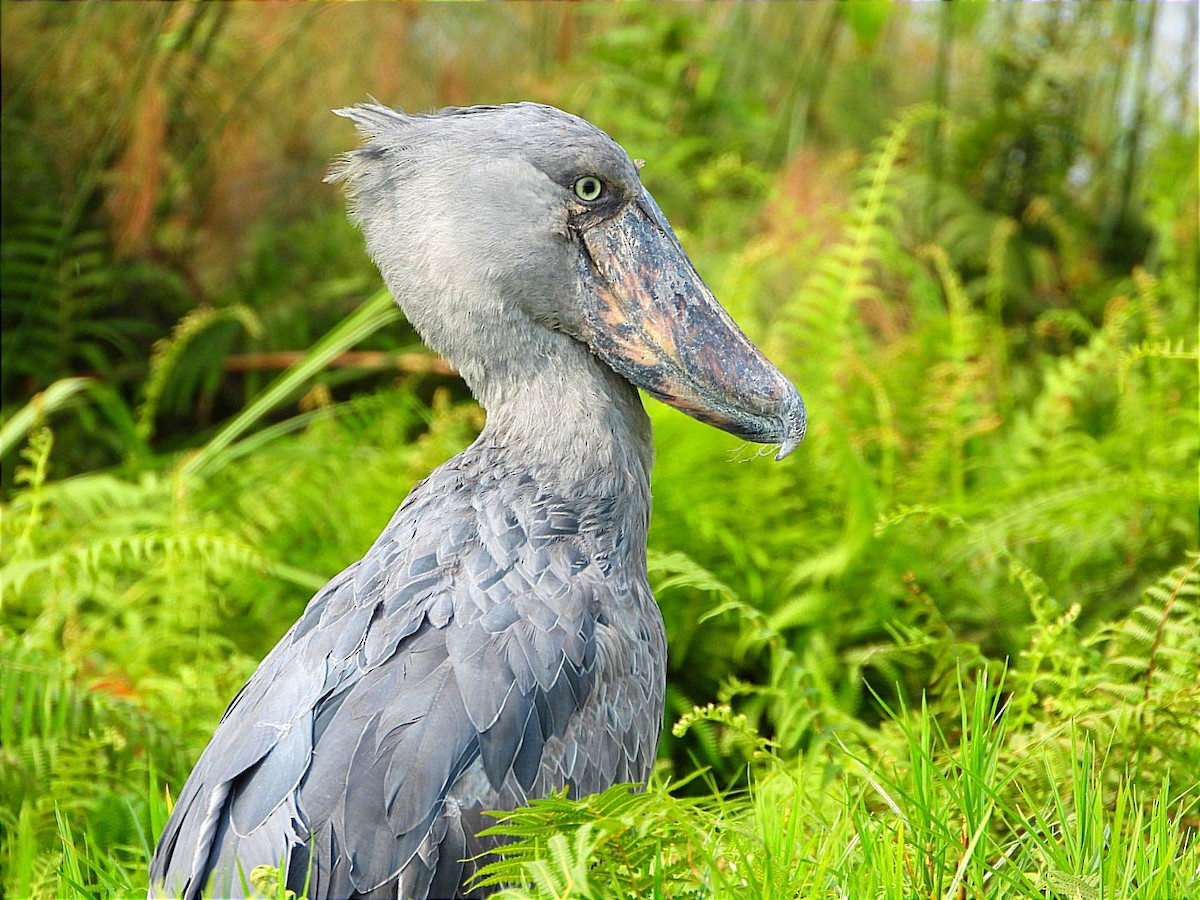 Shoebill - ML641597417