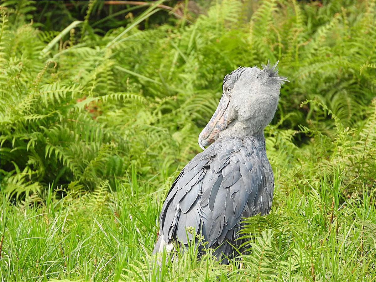 Shoebill - ML641597418